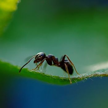 Tiny Brains, Big Wonders: 10 Remarkable Insights into Ant Intelligence