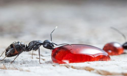 Ant Eating Strawberry Jam