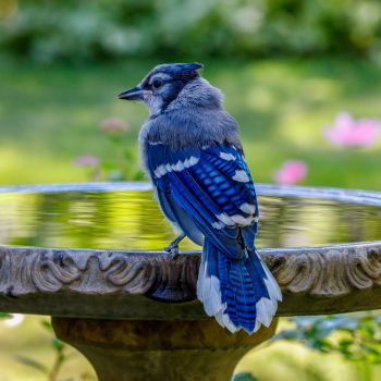 Ultimate Backyard Bird Watering Guide