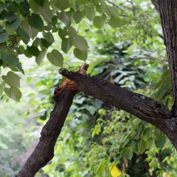 From Squirrels to Storms: How to Heal Broken Branches