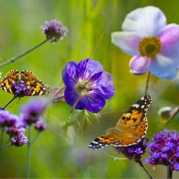 Create a Stunning Butterfly Garden Oasis in Your Backyard