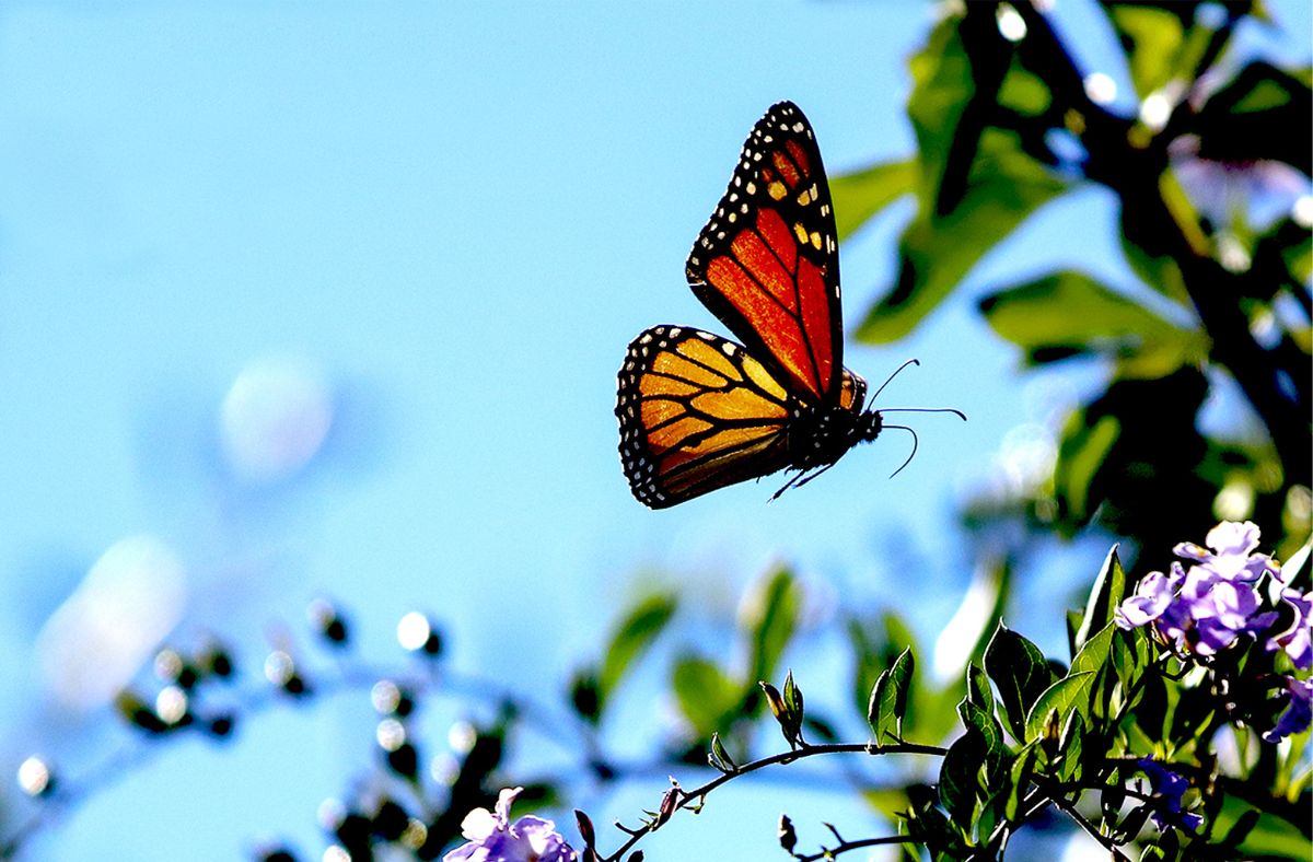 Butterfly Nectar