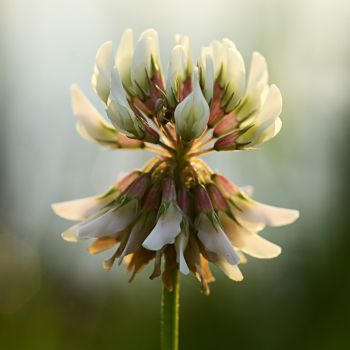 Unleash Nature's Bounty: The Ecosystem Benefits of Clover in Your Yard