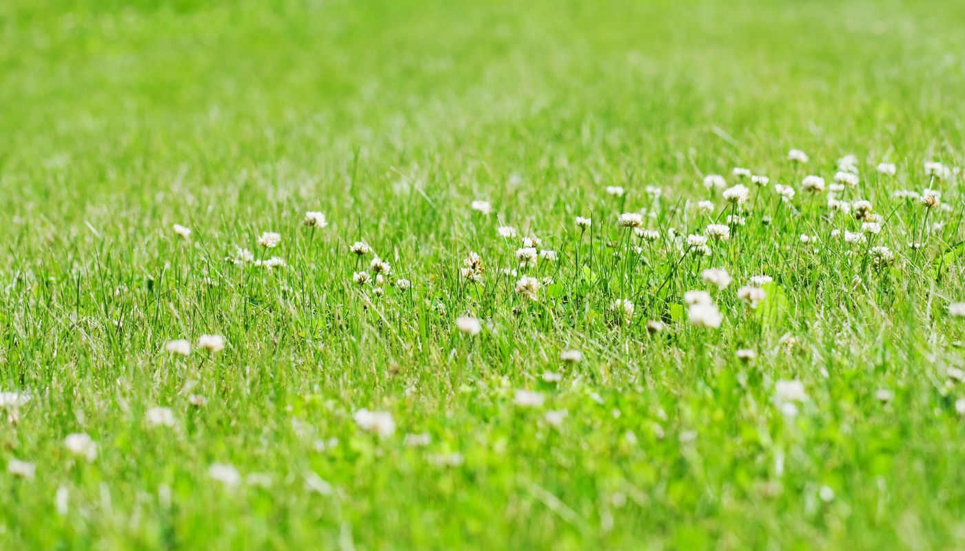 Clover in the yard
