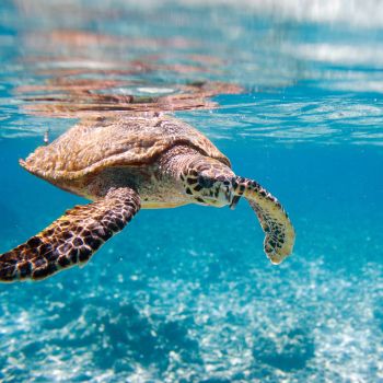Rescuing Cold-Stunned Sea Turtles: What You Need to Know