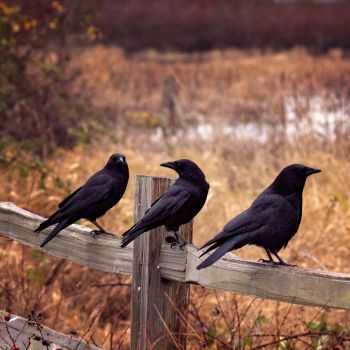 Understanding Crow Communication: What Their Calls Mean