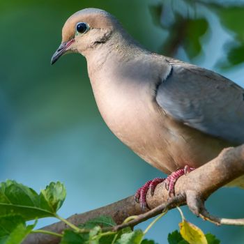 Feeding Habits of Mourning Doves: Diets and Dietary Preferences