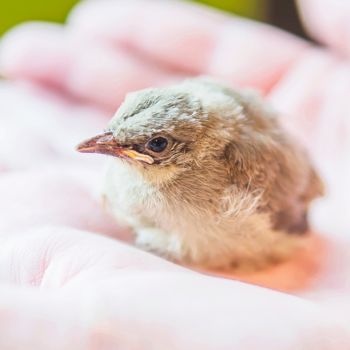 A Guide to Saving Fallen Baby Birds