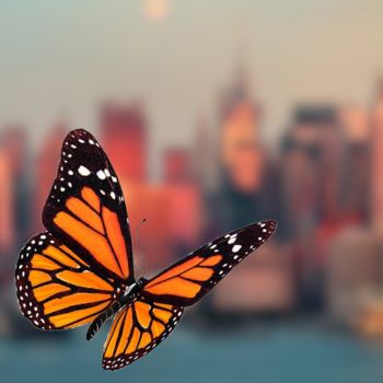 NYC's Earth Clinic Heroes: Championing Monarch Butterfly Conservation