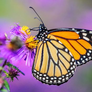 Threats to Monarch Butterflies: Urgent Conservation Concerns