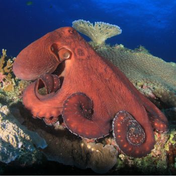 Uncovering the Intelligence of Octopuses