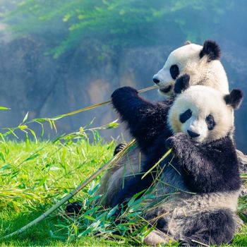 Exploring the Surprising Intelligence of Pandas