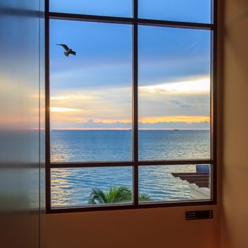 10 Ways to Prevent Bird Strikes on Windows & Glass Doors