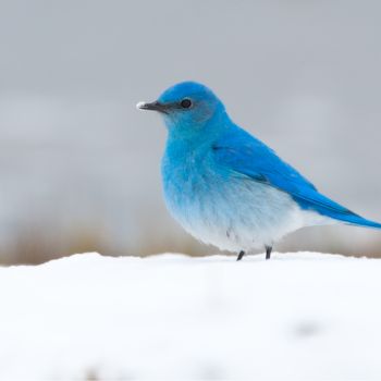 How to Help Birds Survive in Freezing Weather
