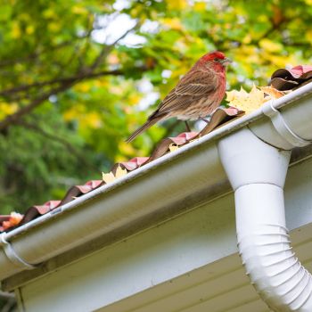 How to Prevent Birds from Falling into Gutters and Downspouts