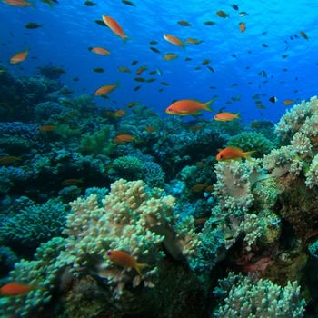 Protecting Reefs: The Lethal Impact of Sunscreens