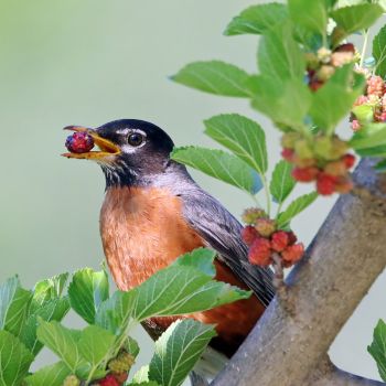 Unlocking Nutritious Secrets of Robins: A Healthy Eating Guide