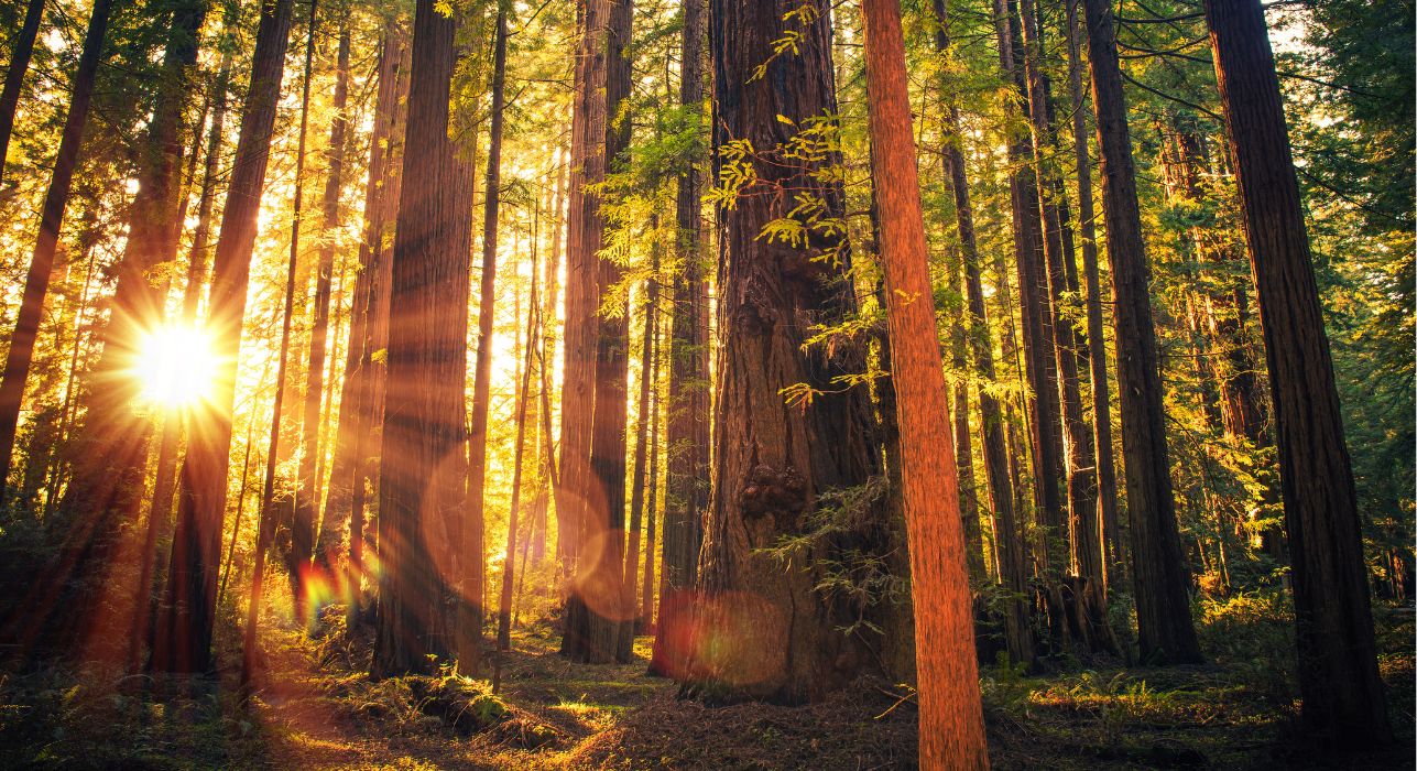 Intelligence of Trees: Communication, Memory & Adaptability