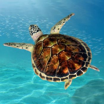 Worldwide Directory of Sea Turtle Rescue and Rehabilitation Centers