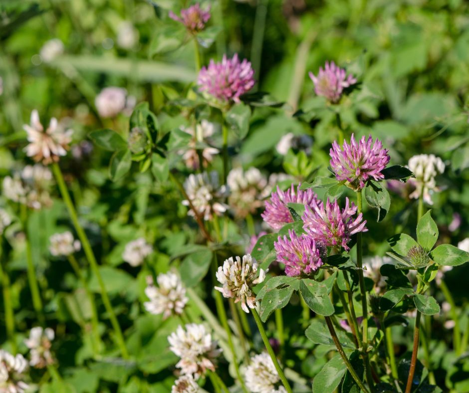 White and Red Clover